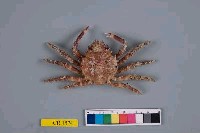 藏品(粗甲裂額蟹)的圖片